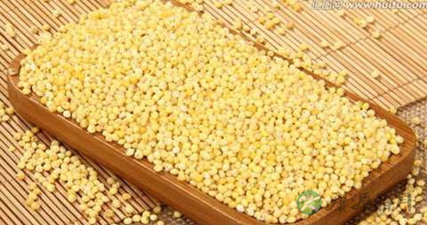 大黄米的吃法_哪些人不能吃大黄米