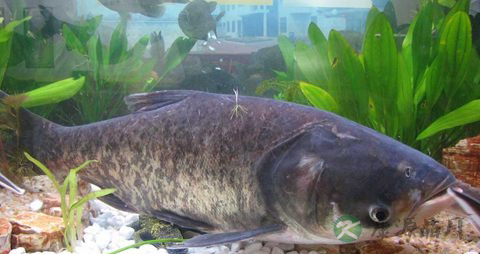 乌江鱼的营养价值_吃乌江鱼的好处