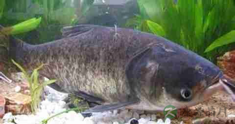 大头鱼的营养价值_吃大头鱼的好处