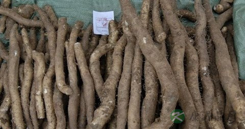 野山药的营养价值_吃野山药的好处