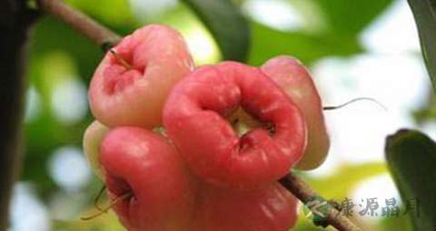 甜蒲桃的营养价值_吃甜蒲桃的好处