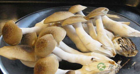 玉蕈的吃法_哪些人不能吃玉蕈 玉蕈的吃法_哪些人不能吃玉蕈