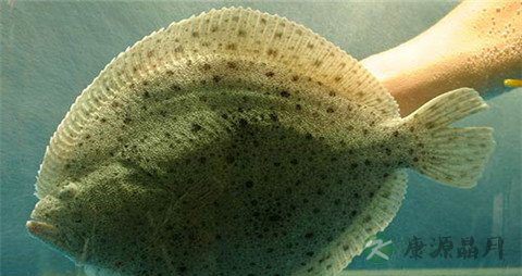 多宝鱼的营养价值_吃多宝鱼的好处