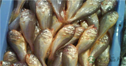 梅童鱼的吃法_哪些人不能吃梅童鱼