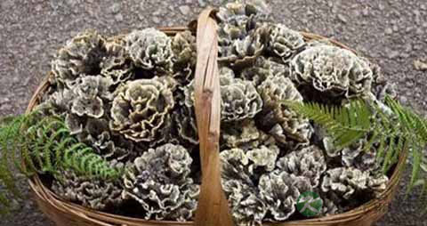 干巴菌的营养价值_吃干巴菌的好处