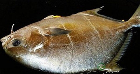 银鲳的营养价值_吃银鲳的好处
