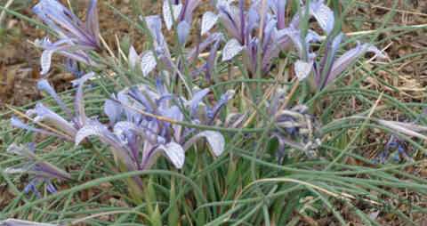 小蒜的营养价值_吃小蒜的好处