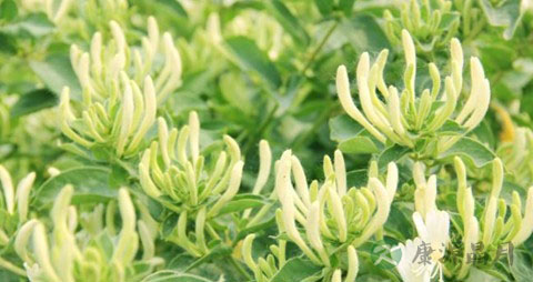 金银花的营养价值_吃金银花的好处