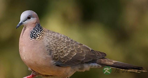 斑鸠的吃法_哪些人不能吃斑鸠