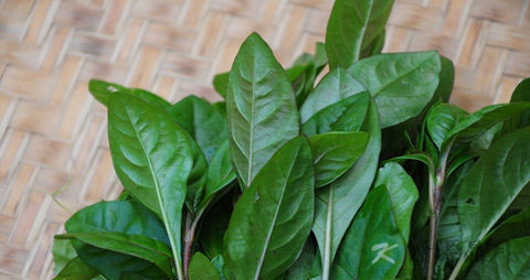 枸杞头的营养价值_吃枸杞头的好处