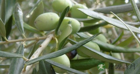 橄榄能泡水喝吗 橄榄能泡水喝吗