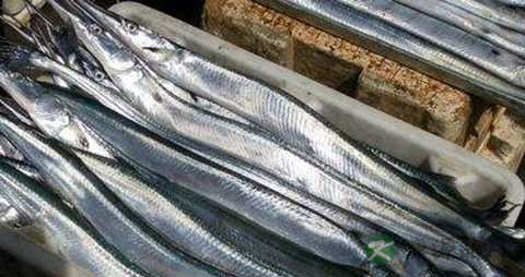 颚针鱼的营养价值_吃颚针鱼的好处 颚针鱼的营养价值_吃颚针鱼的好处