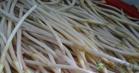 藕带的营养价值_吃藕带的好处