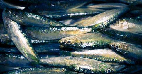 青鳞鱼的吃法_哪些人不能吃青鳞鱼