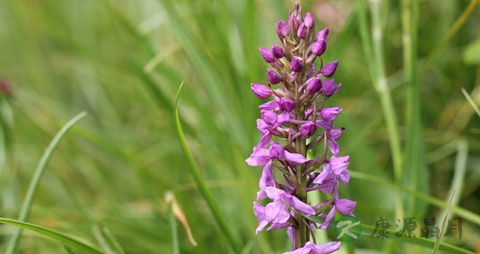 手掌参的营养价值_吃手掌参的好处