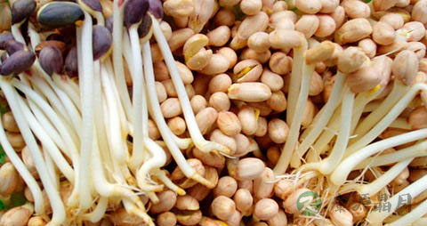 花生芽的吃法_哪些人不能吃花生芽