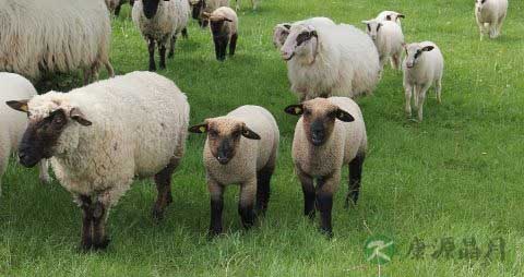 羊脑的营养价值_吃羊脑的好处