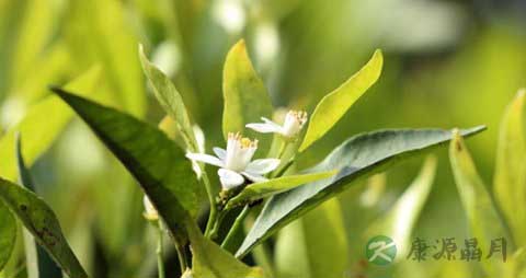 椪柑的营养价值_吃椪柑的好处