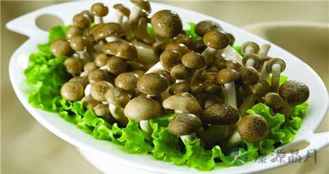 蟹味菇的吃法_哪些人不能吃蟹味菇