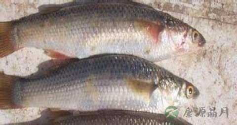 香梭鱼的营养价值_吃香梭鱼的好处 香梭鱼的营养价值_吃香梭鱼的好处