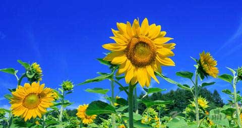 秋葵怎么吃壮阳