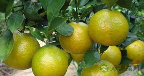 皇帝柑的营养价值_吃皇帝柑的好处