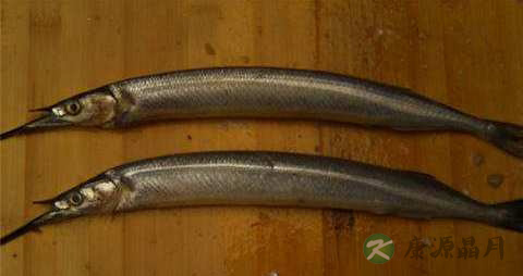 颚针鱼的营养价值_吃颚针鱼的好处 颚针鱼的营养价值_吃颚针鱼的好处