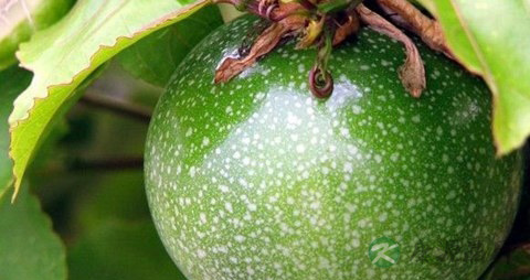 西番莲的营养价值_吃西番莲的好处