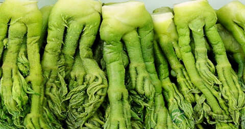 刺老芽的营养价值_吃刺老芽的好处