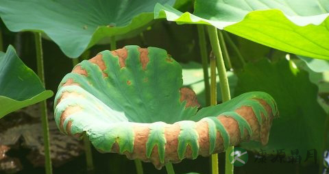 干荷叶干冬瓜皮能减肥吗 干荷叶干冬瓜皮能减肥吗