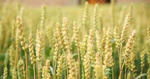 青稞的吃法_哪些人不能吃青稞