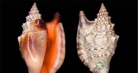 凤螺的吃法_哪些人不能吃凤螺