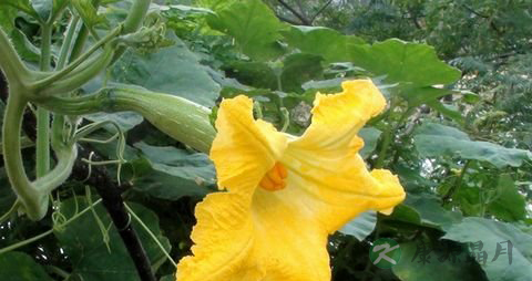 南瓜花的功效与作用