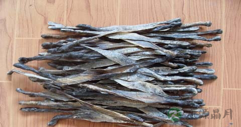 地龙的营养价值_吃地龙的好处