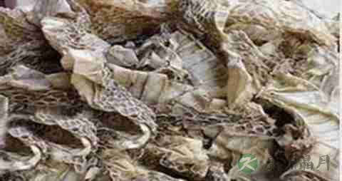 蛇蜕的营养价值_吃蛇蜕的好处