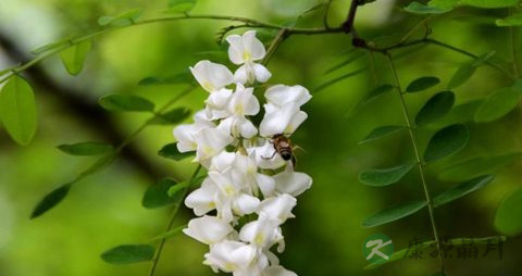 槐花的营养价值_吃槐花的好处