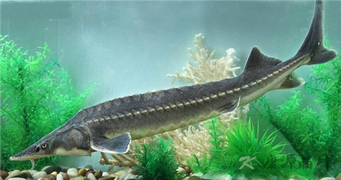 清江鱼与鲶鱼区别