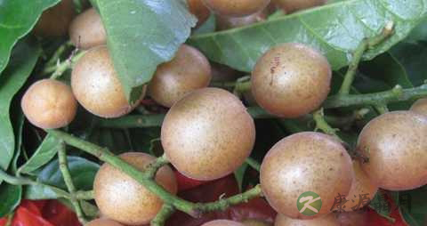 罗汉果泡水要去壳吗