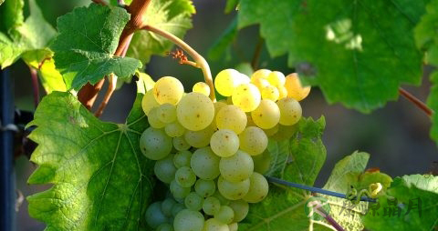 吃提子上火吗 吃提子上火吗