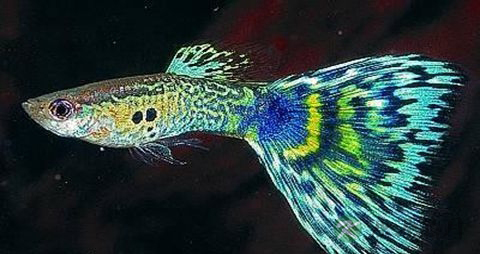 大凤尾鱼的吃法_哪些人不能吃大凤尾鱼