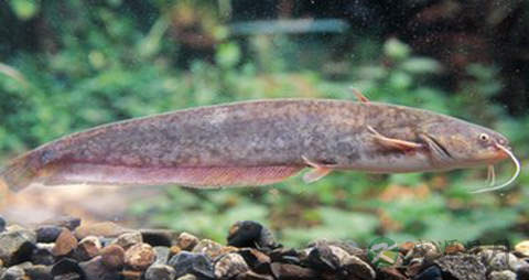 小姐鱼的营养价值_吃小姐鱼的好处