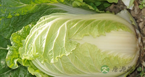 辣白菜的营养价值_吃辣白菜的好处