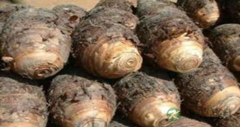 芋艿的营养价值_吃芋艿的好处