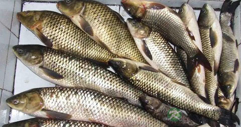 草鱼肠的营养价值_吃草鱼肠的好处