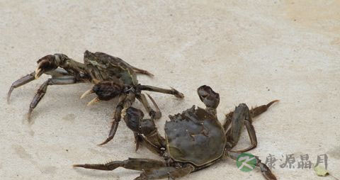 怎么区分螃蟹的公母