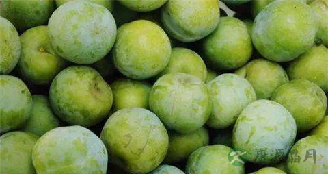 西梅和李子的区别