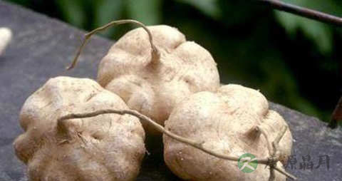 豆薯的营养价值_吃豆薯的好处 豆薯的营养价值_吃豆薯的好处