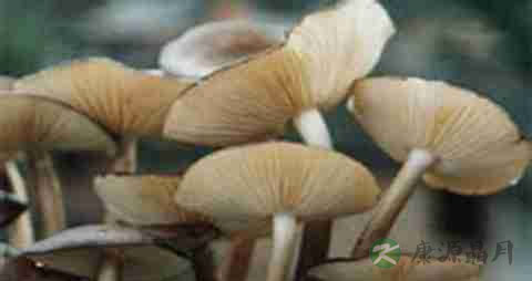 长根菇的营养价值_吃长根菇的好处