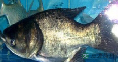 摆佳鱼的营养价值_吃摆佳鱼的好处 摆佳鱼的营养价值_吃摆佳鱼的好处