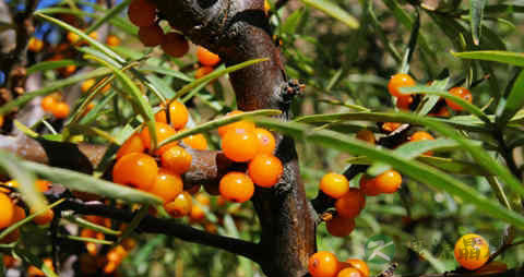 酸刺果的营养价值_吃酸刺果的好处 酸刺果的营养价值_吃酸刺果的好处